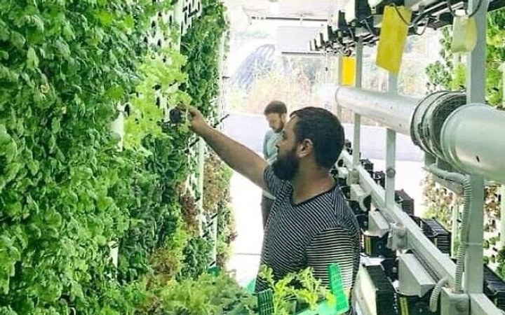 «Вертикальне землеробство» - в українських супермаркетах з’являються вертикальні стенди для вирощування зелені